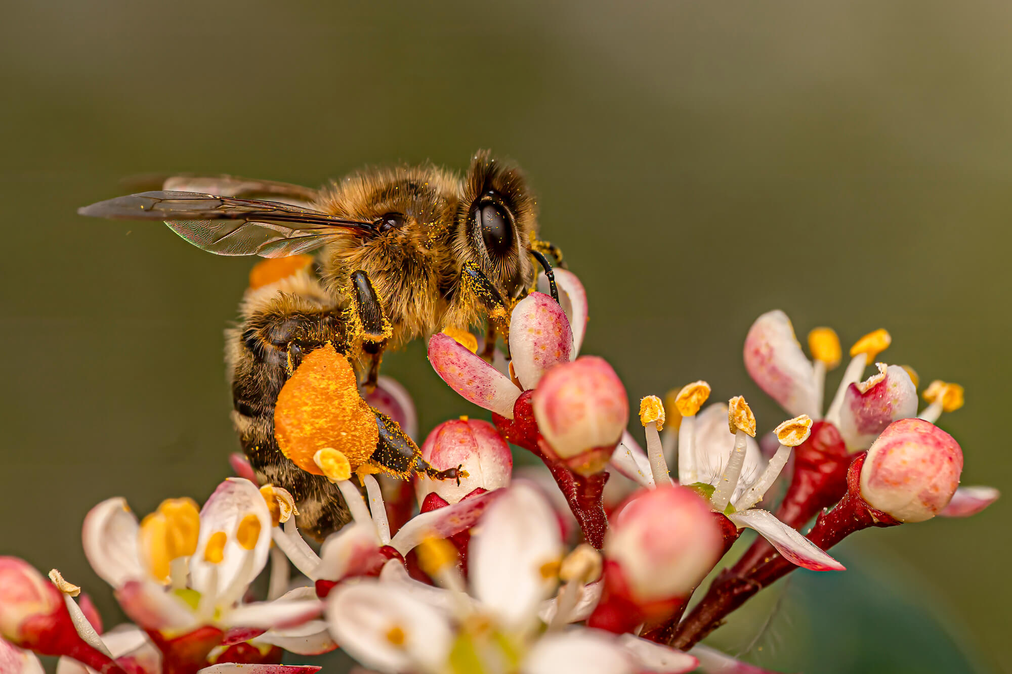Nikon Z9
Blende 9,0
ISO 100
105 mm Vollformat
Zeit 1/500
Blitz: Godox V1n
Diffusor: PopeShield