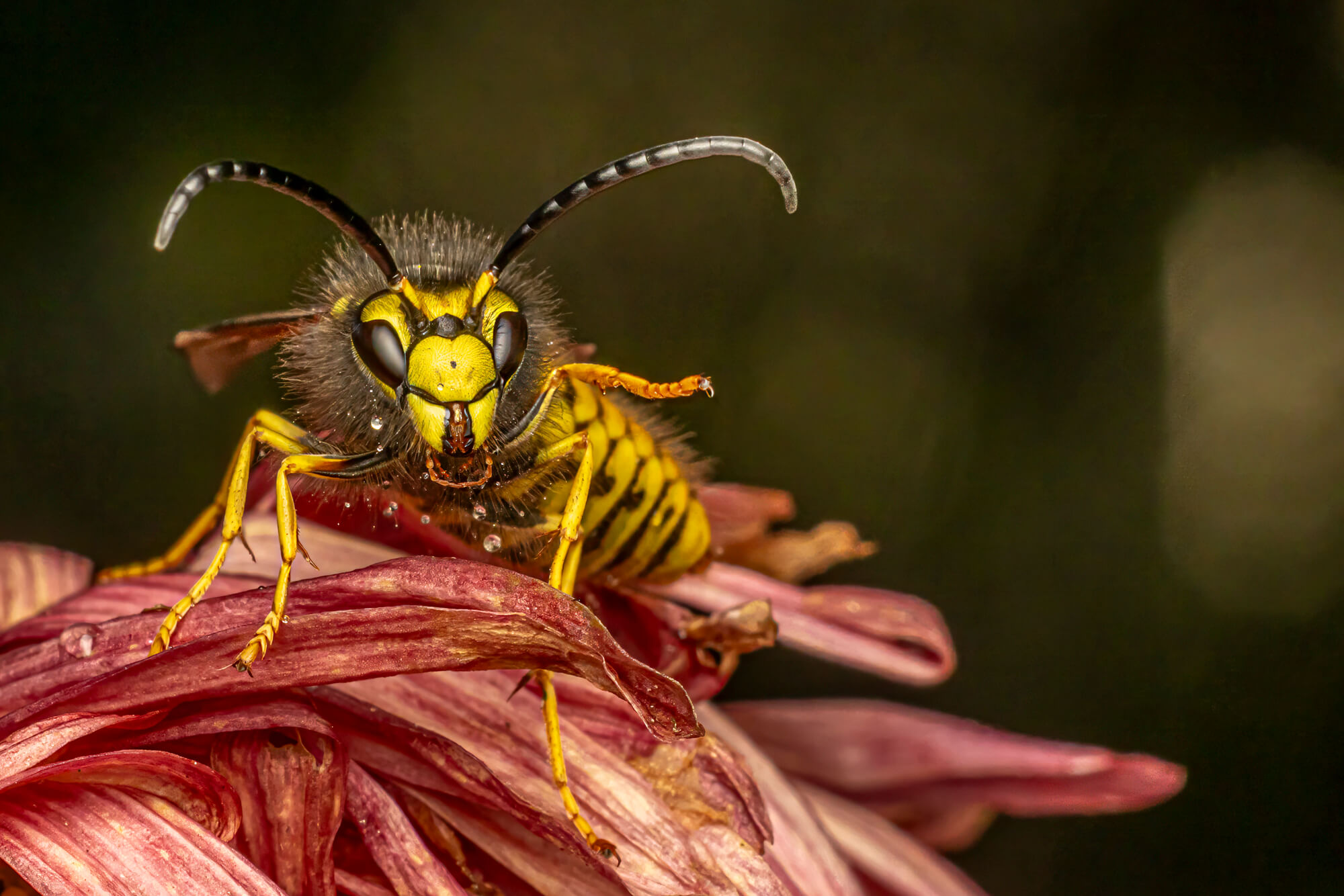 Canon EOS R7
Blende 14
ISO 200
100 mm 
APS-C-Sensor
Zeit 1/200
Blitz: Godox V1c