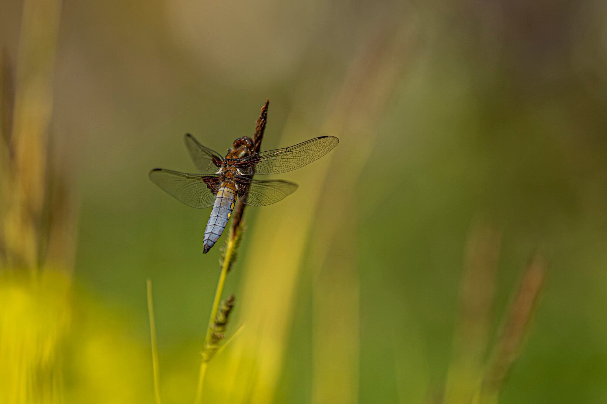 Nikon Z9
Blende 1,8
ISO 100
135 mm 
Vollformat
Zeit 1/6400