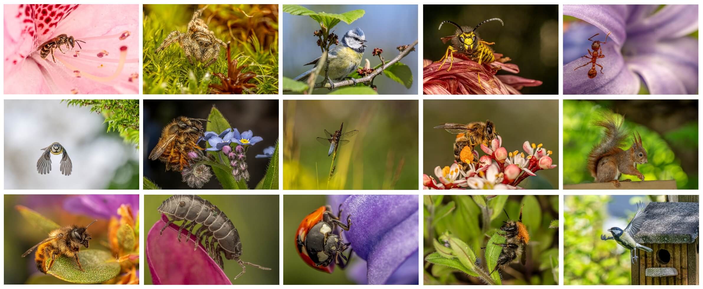 X_Vorlage Collage Abschlussprojekt_Bild