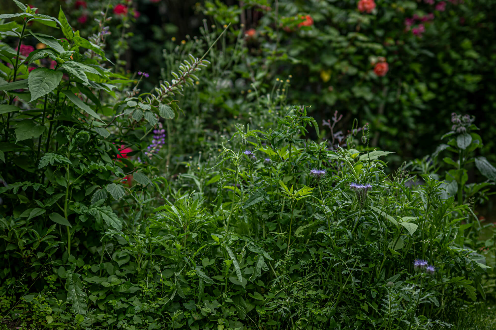 X__Garten_DSC_7453